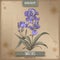 Sweet iris color sketch on vintage background. Aromatherapy series.