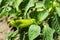 Sweet Italian peppers ripening in the plant