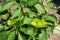 Sweet Italian peppers ripening in the plant