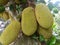 Sweet jack fruit tree of sri lankan natural photos