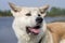 Sweet Japanese Akita Inu dog with an open mouth on the river`s beach in the summer with a stained face on a tree background.