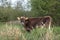 Sweet Jersey cow with white hair around the muzzle, stands in high green grass in front of shrubs, a pale brown fur and beige ears