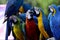 The sweet kissing moment of Blue-and-gold with Harliquin macaw b