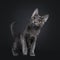 Sweet Korat cat kitten on black background