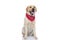 Sweet labrador retriever dog panting, wearing a red bandana