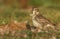 A sweet Lapland Bunting, Calcarius lapponicus, feeding on seeds in the grass on the edge of a cliff. It is a passage migrant to th