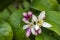 Sweet lime flowers in tree branch. it is also known as Palestinian sweet lime or Indian sweet lime or common sweet lime