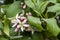 Sweet lime flowers in tree branch. it is also known as Palestinian sweet lime or Indian sweet lime or common sweet lime