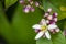 Sweet lime flowers in tree branch. it is also known as Palestinian sweet lime or Indian sweet lime or common sweet lime