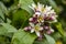 Sweet lime flowers in tree branch. it is also known as Palestinian sweet lime or Indian sweet lime or common sweet lime