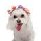 sweet little bichon dog with flowers headband sticking out tongue