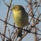 A sweet little bird stands on the pomegranate branch