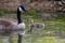 Sweet little canada goose on a trip through lakes and meadows with the canadian goose family as baby bird and little biddy