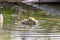 Sweet little canada goose on a trip through lakes and meadows with the canadian goose family as baby bird and little biddy