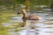 Sweet little canada goose on a trip through lakes and meadows with the canadian goose family as baby bird and little biddy