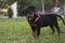 Sweet little cute pink leash Rottweiler