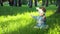 Sweet little girl in jeans wear and hair band sits on green grass in sunny park