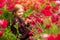 Sweet little girl in a meadow with wild spring flowers