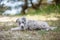 Sweet little gray puppy smiles at you