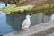 Sweet Little Juvenile Seagull