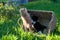 Sweet little orange and black and white kittens