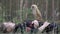 A sweet little owl with black eyes sits on a brunette in a black-and-red dress lying in a coniferous forest and they