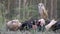 A sweet little owl with light brown feathers sits on a girl in a black-and-red dress lying in a coniferous forest and