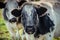 Sweet looking grey and white shaggy cow