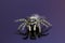 Sweet looking zebra spider