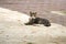 A sweet and lovely, gray, brown and white stray cat, lounging on the street sidewalk, in a lush green park.