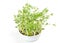 Sweet lupin bean seedlings in white bowl