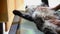 Sweet maine coon cat stretches on the table when