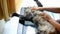 Sweet maine coon cat stretches on the table when