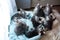 Sweet Maine Coon kittens blue and black colored lying in a cat`s blue sofa
