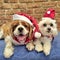 Sweet Maltese shitzu and cut cavoodle in Christmas hats