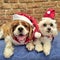 Sweet Maltese shitzu and cute cavoodle in Christmas hats