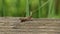 A sweet Meadow Grasshopper, Chorthippus parallelus, perching on a wooden fence.