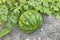 Sweet mellow organic watermelon on the ground, photo for eco cookery business. Summer watermelon harvest in the Northern countries