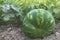 Sweet mellow organic watermelon on the ground, photo for eco cookery business. Summer watermelon harvest in the Northern countries