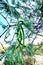 Sweet Mesquite Tree  Dangling  Green Bean Pods Desert Vegatation Plant Foliage Sky Scene Nature Photography