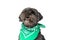 Sweet metis dog panting and wearing a green bandana