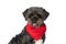 Sweet metis dog wearing a red bandana