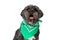 Sweet metis dog yawning, wearing a green bandana