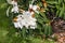 Sweet Michelia flowers and buds