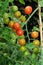 Sweet Million Cherry Tomato Plant.