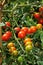 Sweet Million cherry tomatoes on plant.