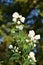 Sweet mock-orange bush blooming.