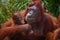 A sweet moment with a mother and baby orangutan.