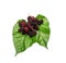 sweet mulberries on Green leaf.