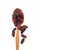 Sweet mulberries and wood spoon on white.